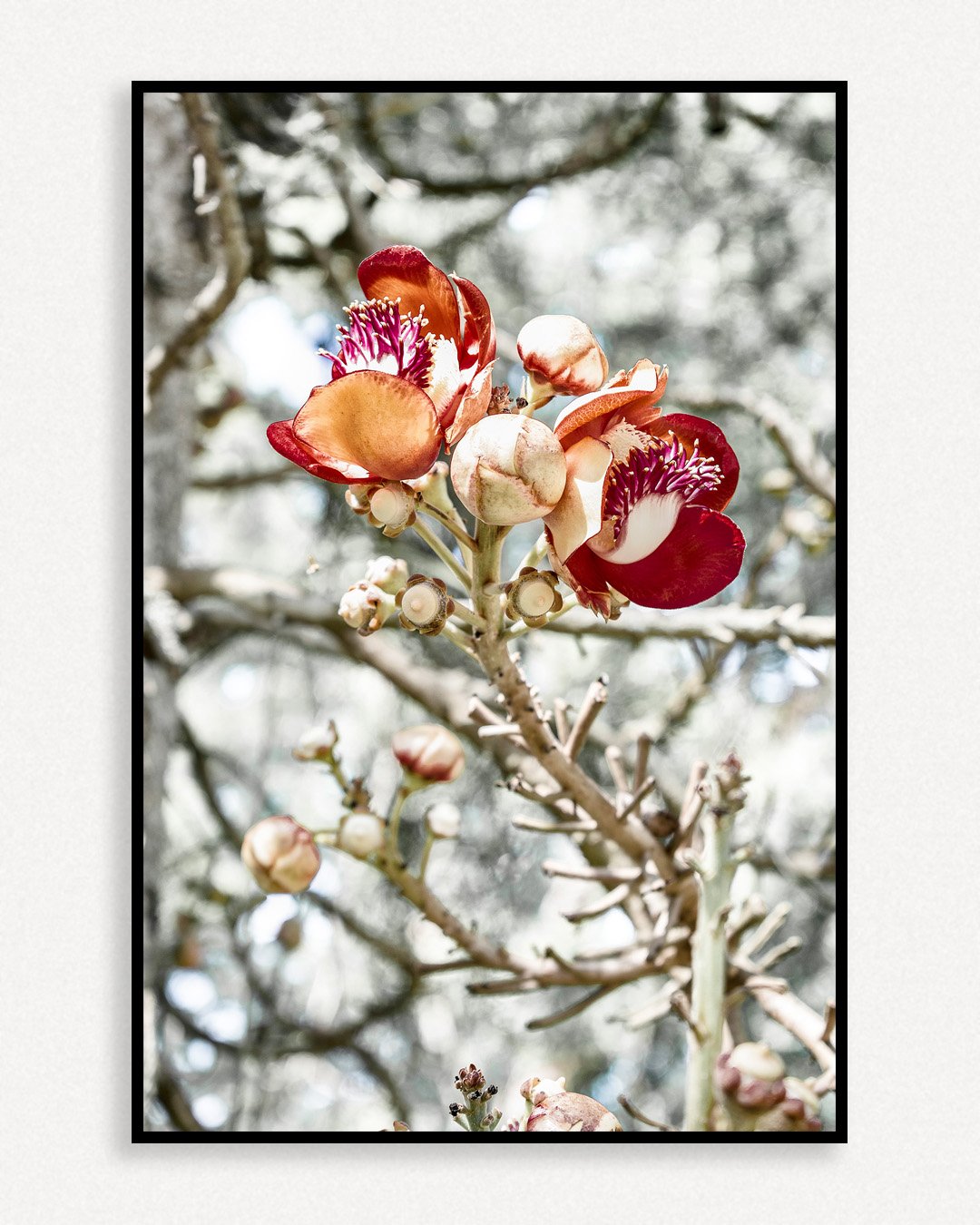 Flor de Abricó - Imagem 4