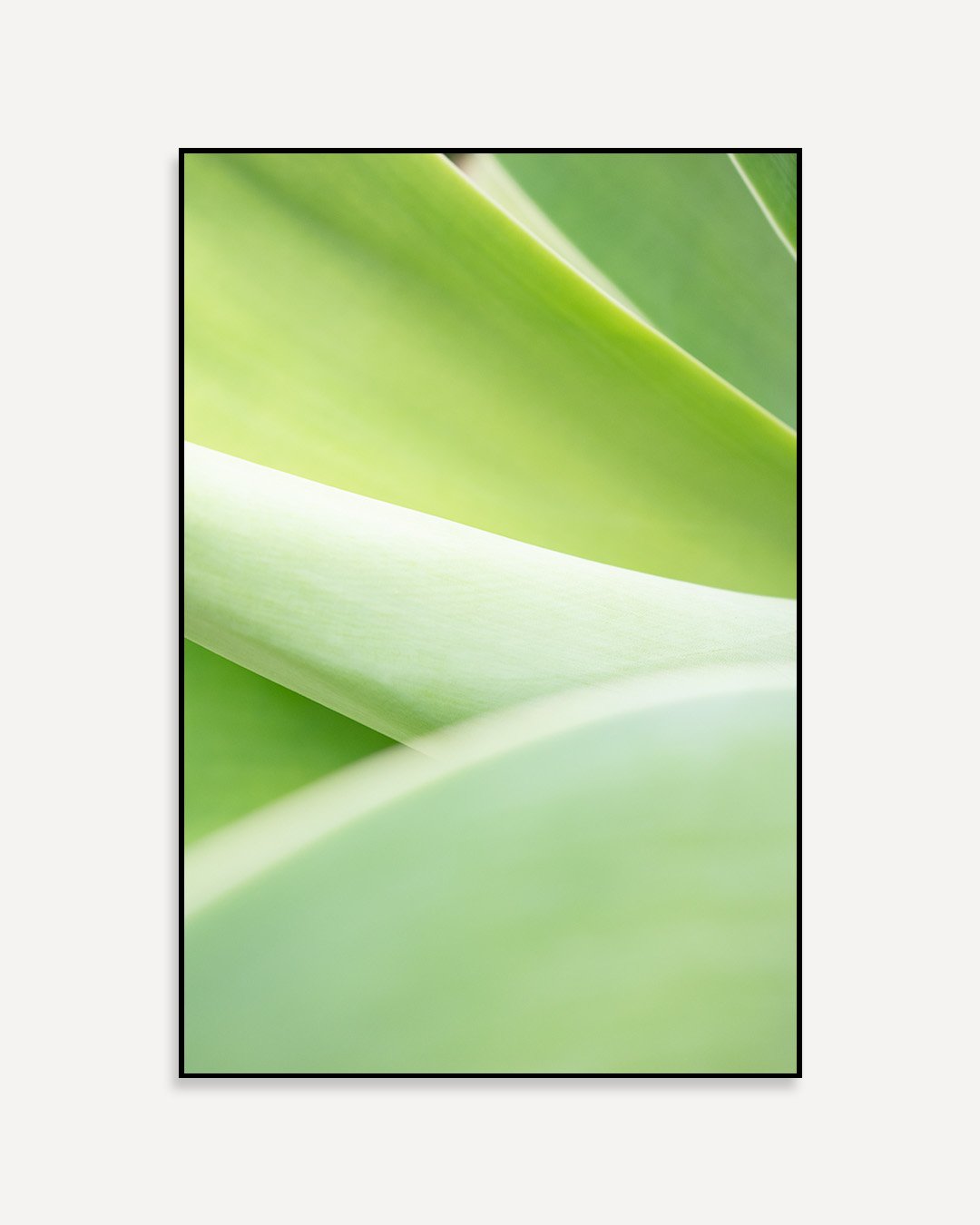Agave - Imagem 4